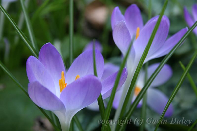 Crocuses, Tindale Gardens IMG_6761.JPG